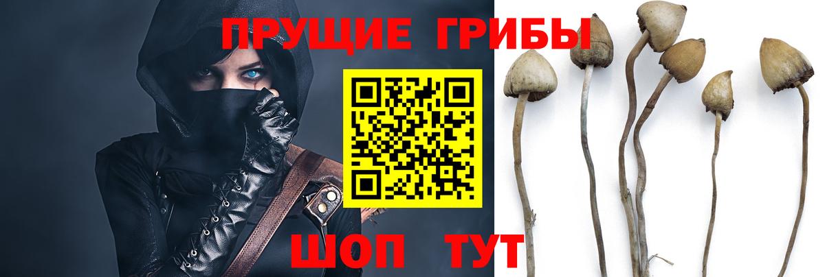 Галлюциногенные грибы GOLDEN TEACHER Ялта